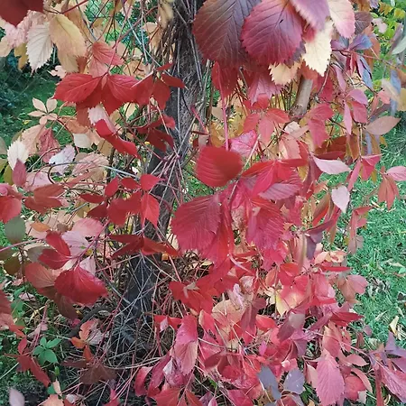 Bliss - Komfortowy Blisko Centrum I Gor By Reapartments Bílsko-Bělá